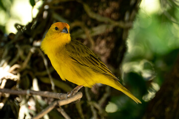 Atlantic Canary, a small Brazilian wild bird. The yellow canary Crithagra flaviventris is a small passerine bird in the finch family.	