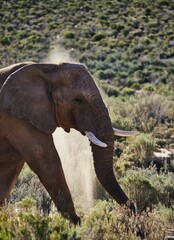 Vertical shot of an African elephant walking in the Aquila game reserve in South Africa