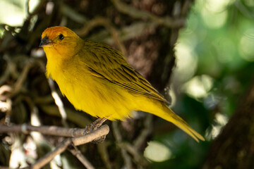 Atlantic Canary, a small Brazilian wild bird. The yellow canary Crithagra flaviventris is a small passerine bird in the finch family.	