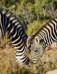 Closeup of zebras grassing in the Aquila Nature Game Reserve at the Karoo in South Africa