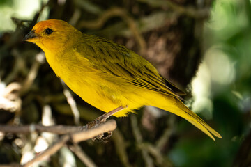 Atlantic Canary, a small Brazilian wild bird. The yellow canary Crithagra flaviventris is a small passerine bird in the finch family.	