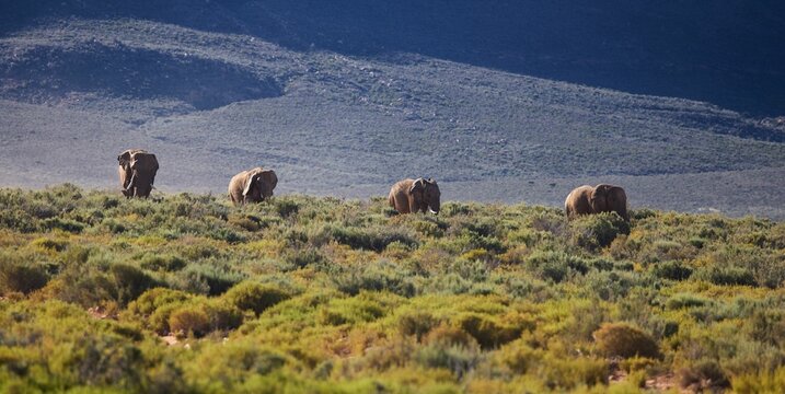 Group of African elephants walking across a field in the Aquila Game Reserve in South Africa
