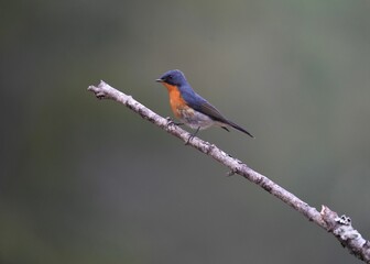 Flycatcher bird perched on a tree branch against a blurred background of trees and foliage.