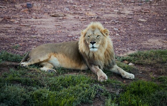 Lion is resting in the shade in the Aquila game reserve in South Africa