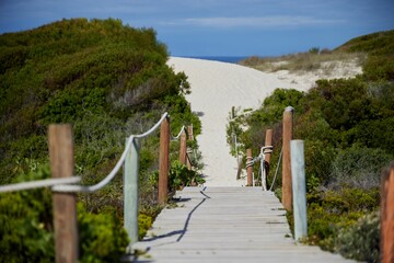 Wooden path surrounded by lush greenery. De Hoop Nature Reserve, South Africa.