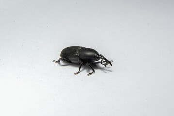 a small black beetle on a white surface with it's tongue out