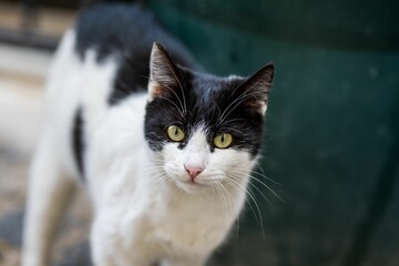 Naklejka na ściany i meble Black and white domestic cat staring directly into the camera