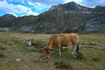 cow grazing on grass with mountains and clouds in the background