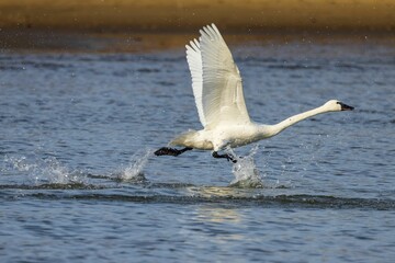 Trumpeter Swan with its wings spread wide, soaring through the air over a body of water