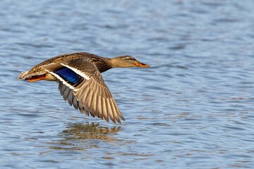 a duck flying through the air over water with its wings spread