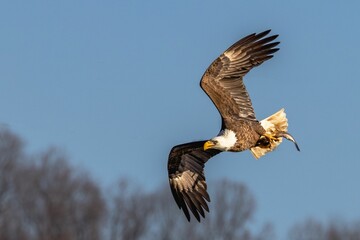 Majestic bald eagle is soaring through the clear blue sky