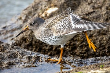 Purple sandpiper with its wings outstretched stands atop a large rock, taking in its surroundings