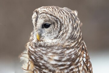 Majestic owl stands in a peaceful pose, its eye standing out against its unique feathered pattern