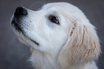 Close-up of an adorable English Cream Golden Retriever puppy