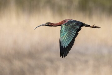 Majestic Glossy Ibis (Plegadis falcinellus) soaring through the sky with its wings outstretched