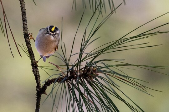 Golden Crowned Kinglet bird perched on a branch