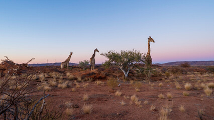 Fototapeta na wymiar Giraffes in the wild, Augrabies Falls National Park, South Africa