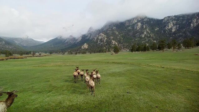 Aerial follow of elk herd running in green pasture with mountains, Colorado Rocky Mountain Wilderness