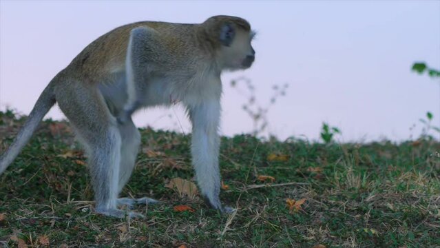 Alert and relaxed vervet monkey by the Kafue River, Zambia
