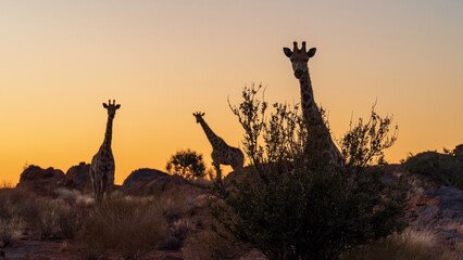 Giraffes in the wild, Augrabies Falls National Park, South Africa	