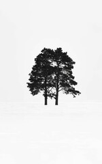 Cold Winter Pine Trees with White Background and Snowy Foreground, ai generated