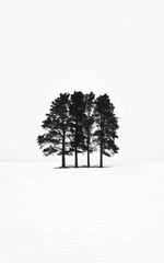 Cold Winter Pine Trees with White Background and Snowy Foreground, AI generated