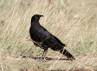 White-winged chough bird standing in long grass in Australia