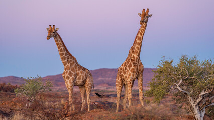Giraffes in the wild, Augrabies Falls National Park, South Africa 