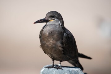 Fototapeta premium Closeup of a larosterna perched on a wooden fence with a blurry background