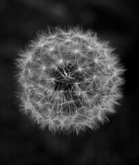 Black and white photograph of a dandelion