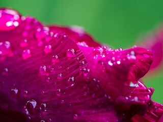 Vibrant pink flower covered with waterdrops