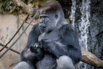 Obraz premium Gorilla looking left in the zoo.