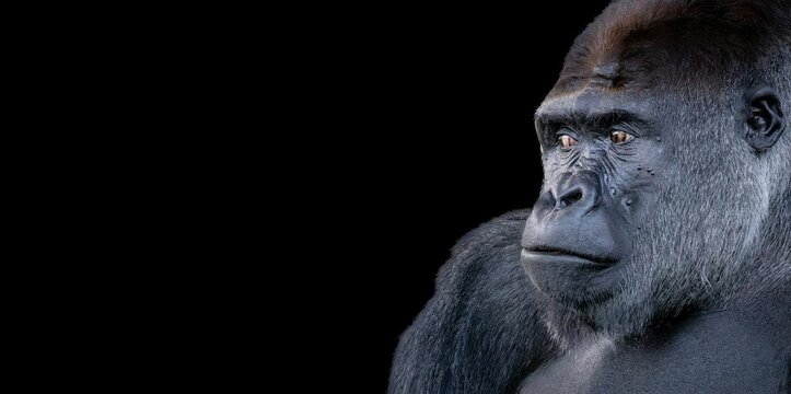 Gorilla looking left against a black background.