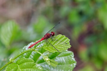 Dragonfly on a Flower in the Field
