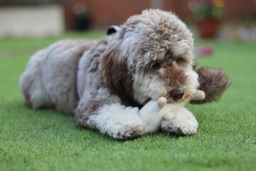 A cockapoo dog is chewing a toy that its holding between its paws.