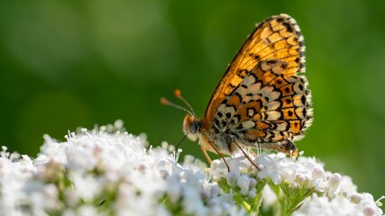 Obraz premium Butterfly perched atop a colorful bouquet of flowers in a grassy meadow.