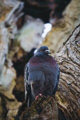 Rock dove perched on the side of a bare tree branch, looking off into the distance
