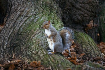 Close-up image of a grey squirrel perched on a tree branch