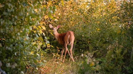 White-tailed deer standing around lush, large bushes