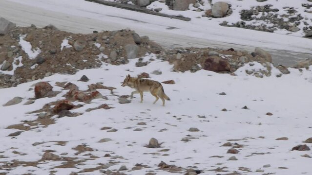 Himalayan Grey wolf running and searching for food in snow covered mountain