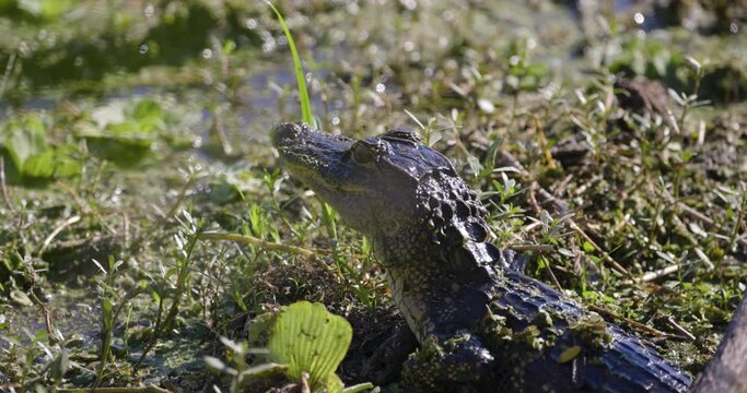 Baby alligator turns it's eye in Florida
