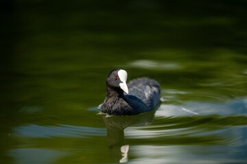 a bird with a white beak is in the water and it appears to be swimming