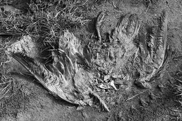 Grayscale shot of bird carcasses strewn upon a barren field