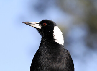 Close up portrait of a black and white Australian magpie bird