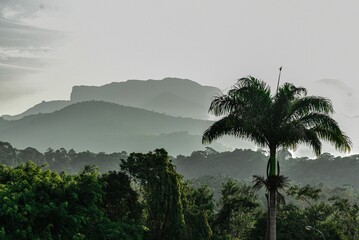 Palm trees silhouetted against a majestic mountain backdrop in the distance