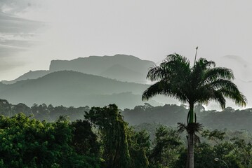 Fototapeta na wymiar Palm trees silhouetted against a majestic mountain backdrop in the distance