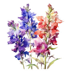 Larkspur Flowers watercolor isolated on transparent background