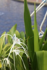 a plant with long leaves and very large white flowers is by the pool