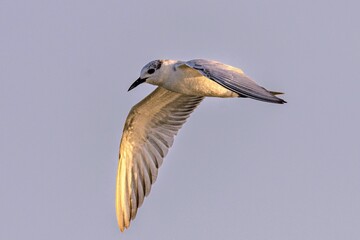 Closeup of a Gull-billed tern gracefully soaring through the sky in a graceful motion