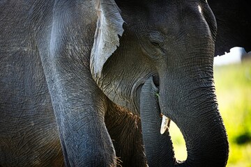 Closeup of an African elephant standing in a grassy savannah